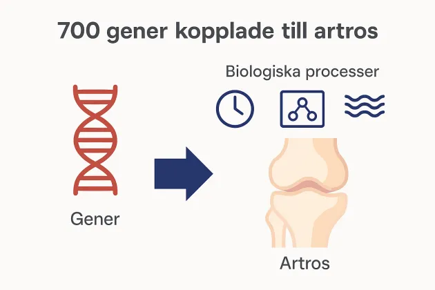 Illustration av gener, biologiska processer och artros