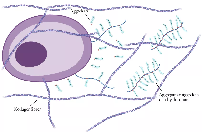Extracellulära matrix. Illustration.